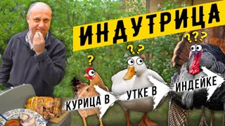 Блюдо Кощея! ИНДУТРИЦА или TURDUCKEN - матрёшка из трёх птиц : индейка + утка + курица в одном блюде