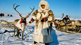 Как люди Живут на Крайнем Севере России. Оленеводы тундры
