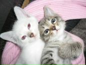 Фотография Кременский Дмитрий