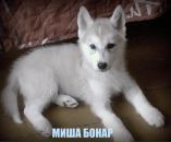 Моріка Січ фотография #9 (источник - https://vk.com/id169565233)