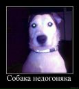 Назар Стасів фотография #31 (источник - https://vk.com/id55325262)