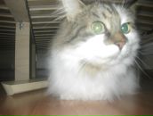 Анна Иванова фотография #48 (источник - https://vk.com/id415905)