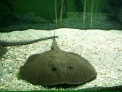 Фотография Назыков Антон