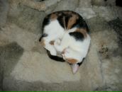 Фотография Устинова Виталия