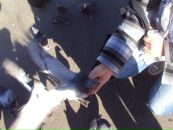 Вікусічка Січкоріз фотография #26 (источник - https://vk.com/id82463977)
