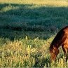 Ваня Пічо фотография #1