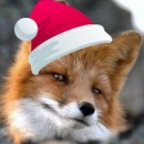 Фотография Fox Дима