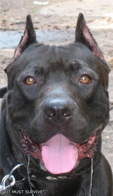 Дмитрий Васильев фотография #36