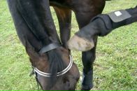 Фотография Соколовой Валерии