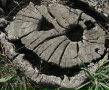 Фотография Левкиной Елены