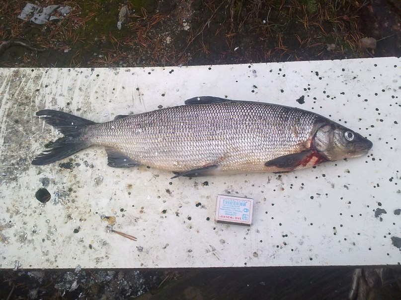 Сергей Михайлов фотография #5