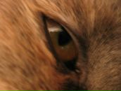 Фотография Дзен Лилии