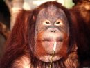 Ape Obstinate фотография #5 (источник - https://vk.com/id4298826)