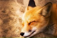 Фотография Юх Янки