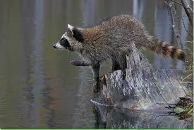 Фотография Грешнякова Виктора