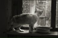 Фотография Емельянова Настасья