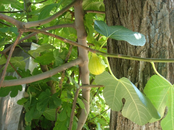 Дурак Дурак фото №1