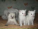 Фотография Зверевой Анны
