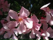 Фотография Щегольковой-Гавриловой Елены