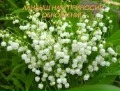 Фотография Аржелас Светланы