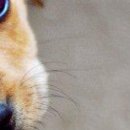 Viki @@@@@@@@@ фотография #14 (источник - https://vk.com/id141663195)