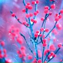 Настуня-І Вікуня фотография #26 (источник - https://vk.com/id166532478)