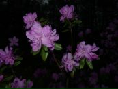 Фотография Левитской Зои