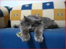 Олексій Твердохліб фотография #32 (источник - https://vk.com/id22691176)