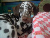 Фотография Журавель Марии