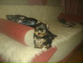 Фотография Дигоевой Эллы