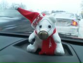 Фотография Ковасоровой Елены