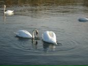 Мар'яна Дмитрів фотография #45 (источник - https://vk.com/id23412687)