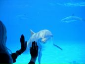 Фотография Семеновой Анастасии