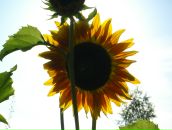 Фотография Ивановой Арианы