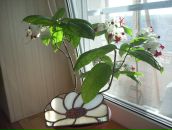 Фотография Ефимовой Анны