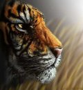 Ярослав Сідлецький фотография #26 (источник - https://vk.com/id70715134)