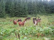 Юрій Осіпчук фотография #28 (источник - https://vk.com/id1744459)