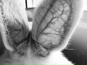 Фотография Тарковской Татьяны