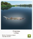 Андрій Волинець фотография #26 (источник - https://vk.com/id87529096)