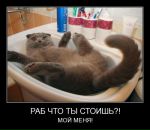 Фотография Торхова Вовки