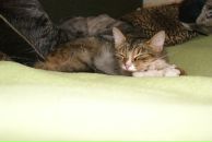 Фотография Розовой Марии