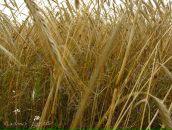 Антон Мищенко фотография #22 (источник - https://vk.com/id21482463)