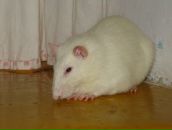 Фотография Николова Семёна