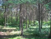 Славік Котвiцький фотография #50 (источник - https://vk.com/id136300007)