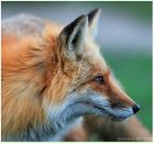 Фотография Отохиме Лисенка