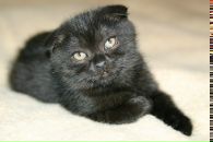 Алёна Смайл=) фотография #12 (источник - https://vk.com/id131650175)