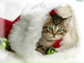 Фотография Нимирской Светланы