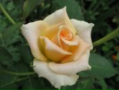 Фотография Пикулевич Надежды