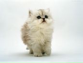 Іра Пономарьова фотография #21 (источник - https://vk.com/id31620721)