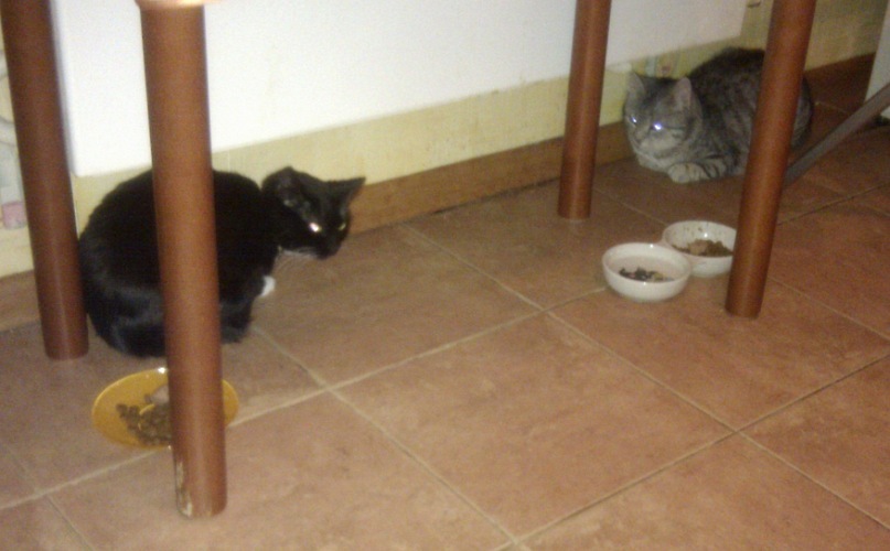 Buddy Dacote фотография #13